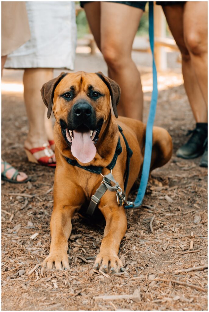 A large brown dog with a blue leash is lying on the ground, panting happily with its tongue out. The dog is framed by the legs of people standing around it in a natural outdoor setting.